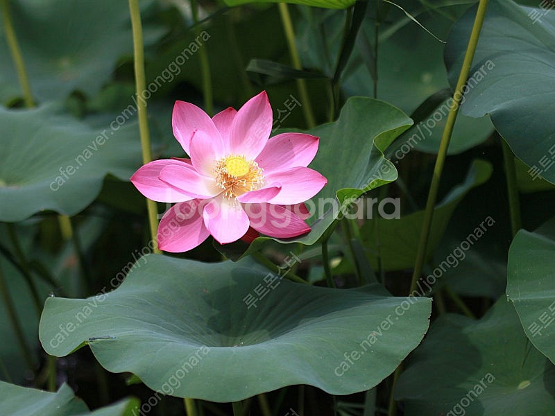 연꽃 (홍련, 백련)--6