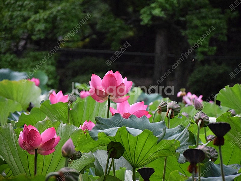 연꽃 (홍련, 백련)--8
