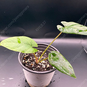 알로카시아 비스마 바리게아타 분양