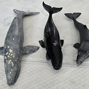 콜렉타 해양생물 피규어(동물모형)