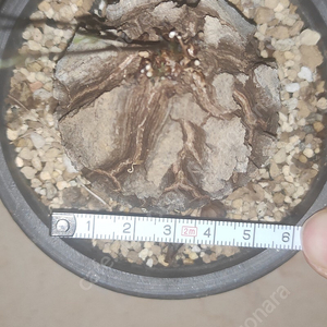 구갑룡 5cm 살짝넘음