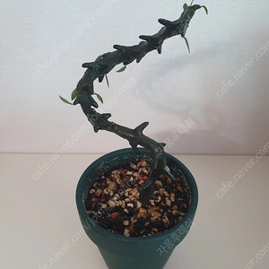 세로페기아 기키이