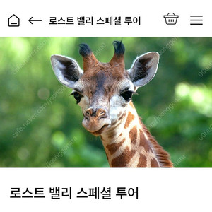 에버랜드 로스트밸리 스페셜투어 5월