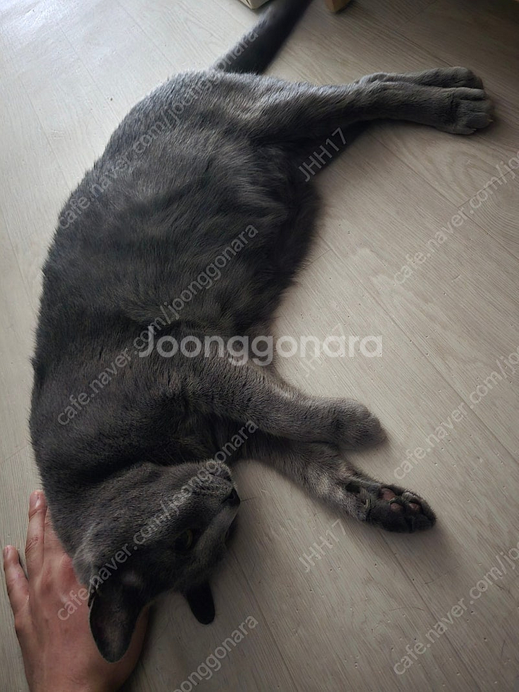 둠 다크에이지 프리미엄 코드 팔아요--0