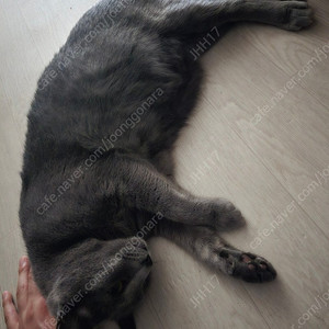 둠 다크에이지 프리미엄 코드 팔아요