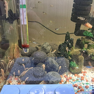 대구입니다.구피무료.안시숏핀중.성체