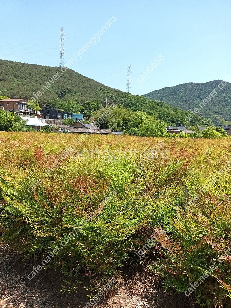 남천 황금사철 판매합니다--0