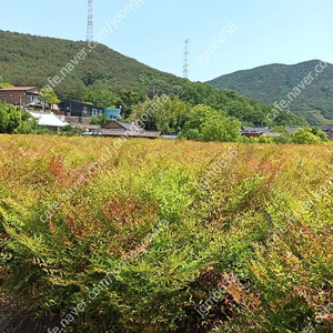남천 황금사철 판매합니다