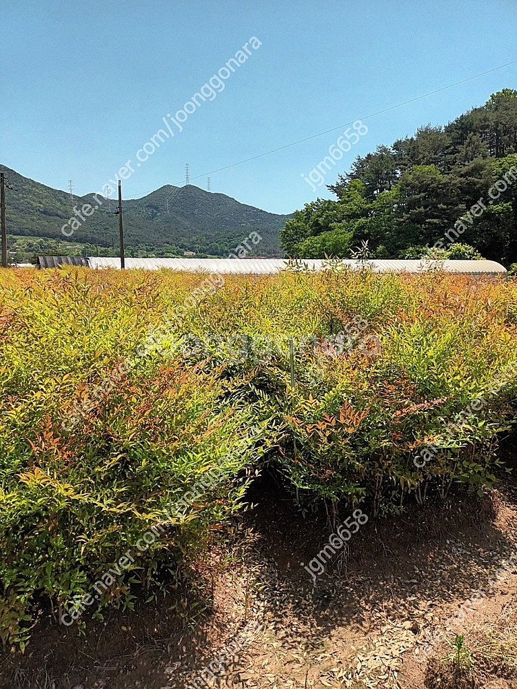 남천 황금사철 판매합니다--1