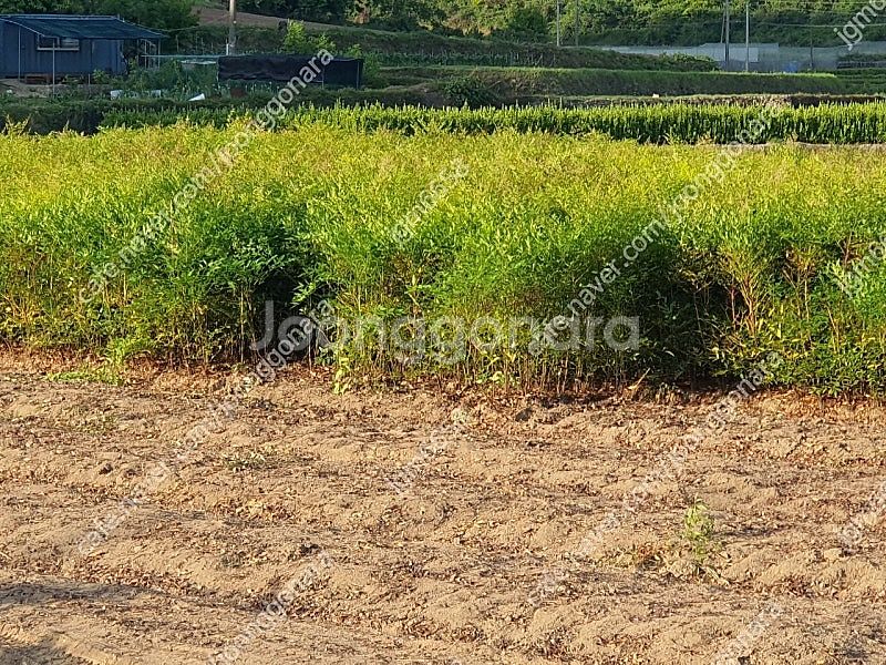 남천 황금사철 판매합니다--7