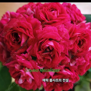 에릭 불사조의 전설.IV 마야 플리세츠카야 러시아제라늄 2종
