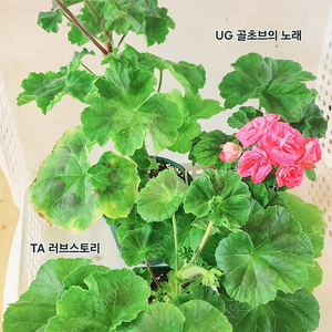 러시아제라늄 대품3종 자리빼기 분양