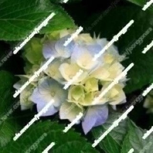 구찌 남성 반지갑 cwc1n 시그니처 택포 200000