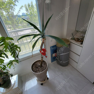 아가베아테누아타 초대형식물