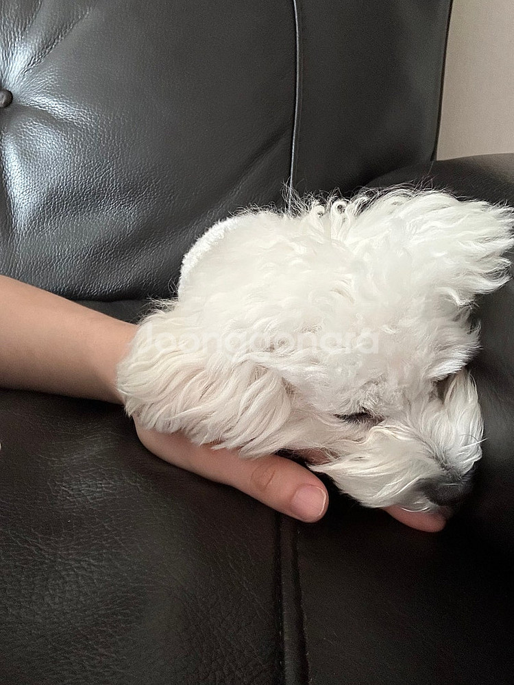 5/25 한화 롯데 3루 구해요--0