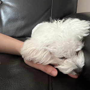 5/25 한화 롯데 3루 구해요
