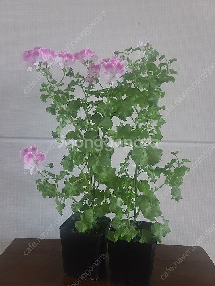 제라늄(리갈대품)--3