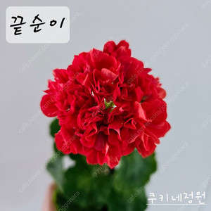 끝순이 제라늄
