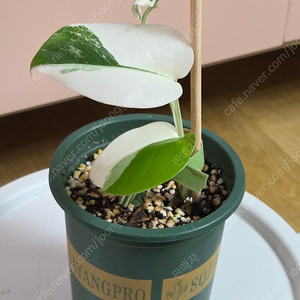 몬스테라 알보 화분