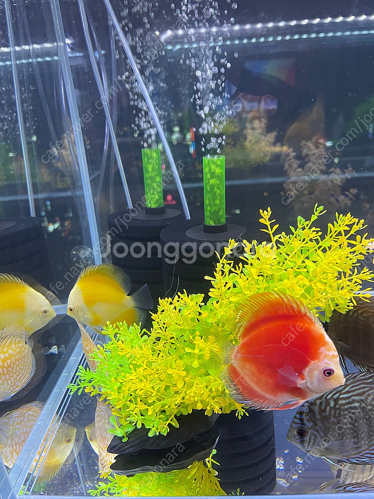 (경기 북부) 디스커스 엔젤 금붕어 수조 인테리어 관리...--1