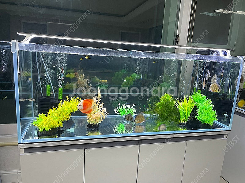 (경기 북부) 디스커스 엔젤 금붕어 수조 인테리어 관리...--2