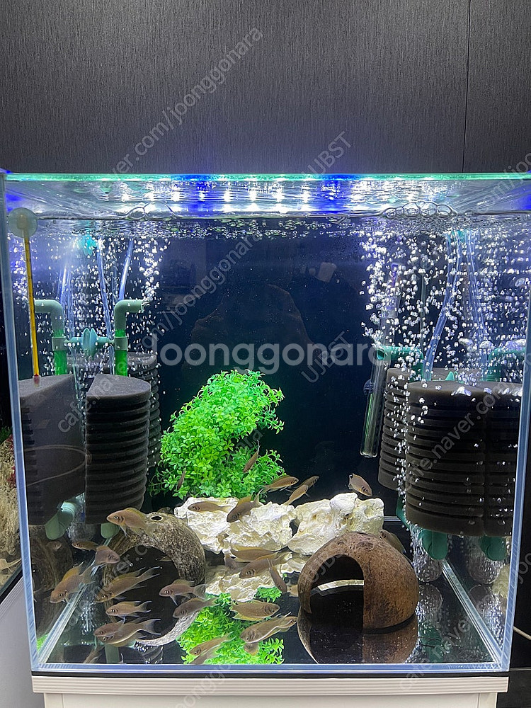 (경기 북부) 디스커스 엔젤 금붕어 수조 인테리어 관리...--5