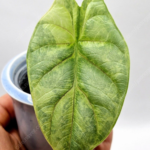 알로카시아 실버드래곤 옐로우 바리에가타