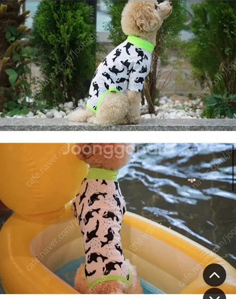 앙트미 M사이즈 강아지 래쉬가드--3