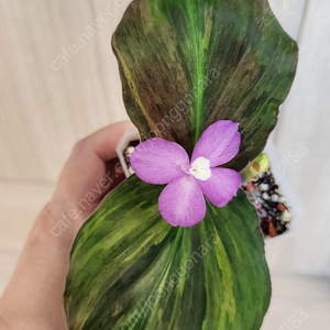 핑크무늬생강 (두촉)