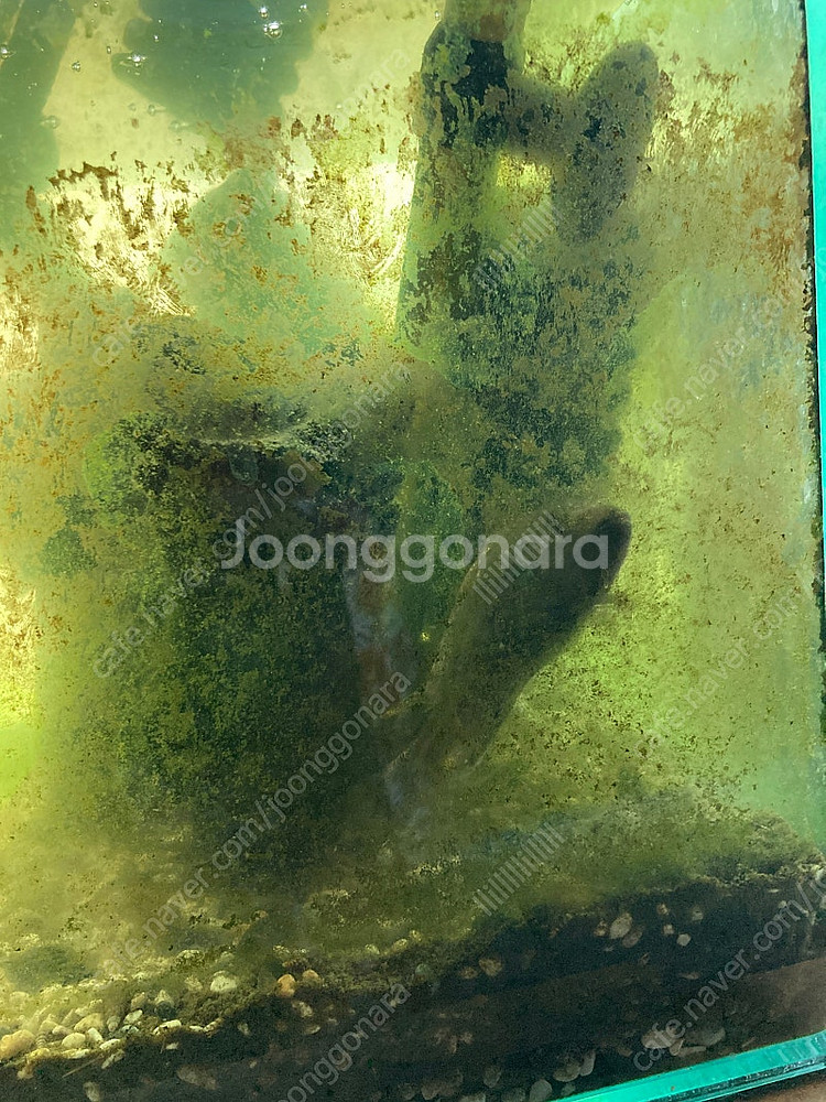 금천구 물고기 나눔합니다.--0
