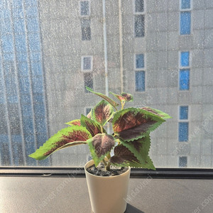 이케아 페이카 콜리우스 인조식물 인테리어소품