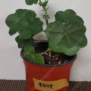 제라늄 블루시빌