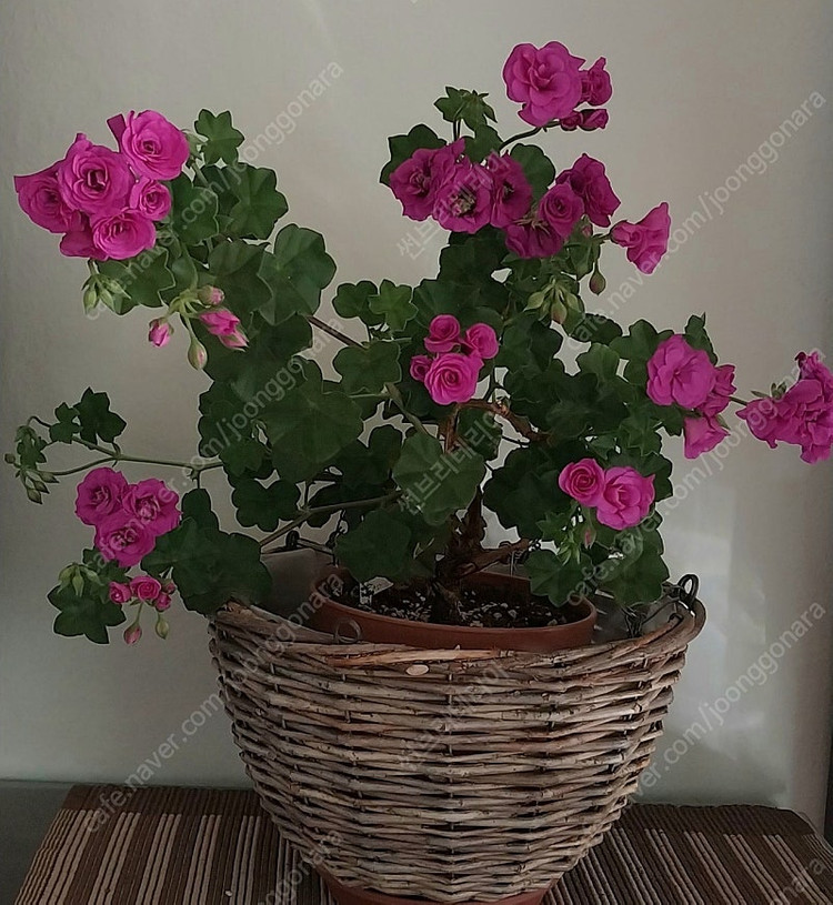 제라늄 블루시빌--1