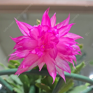 게발선인장 040