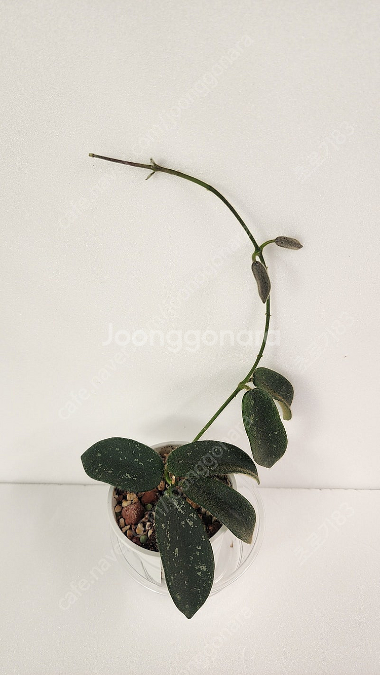 호야 톰소니 스플래쉬--0