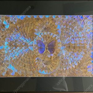 모르포나비 날개 수공예 액자 - 인테리어 예술품