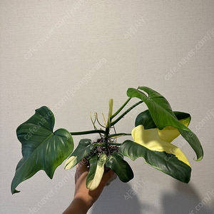 필로덴드론 비페니폴리움 바리에가타 (바이올린)