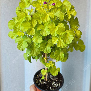 제라늄 벅스웰 골든 애니버셔리 중품