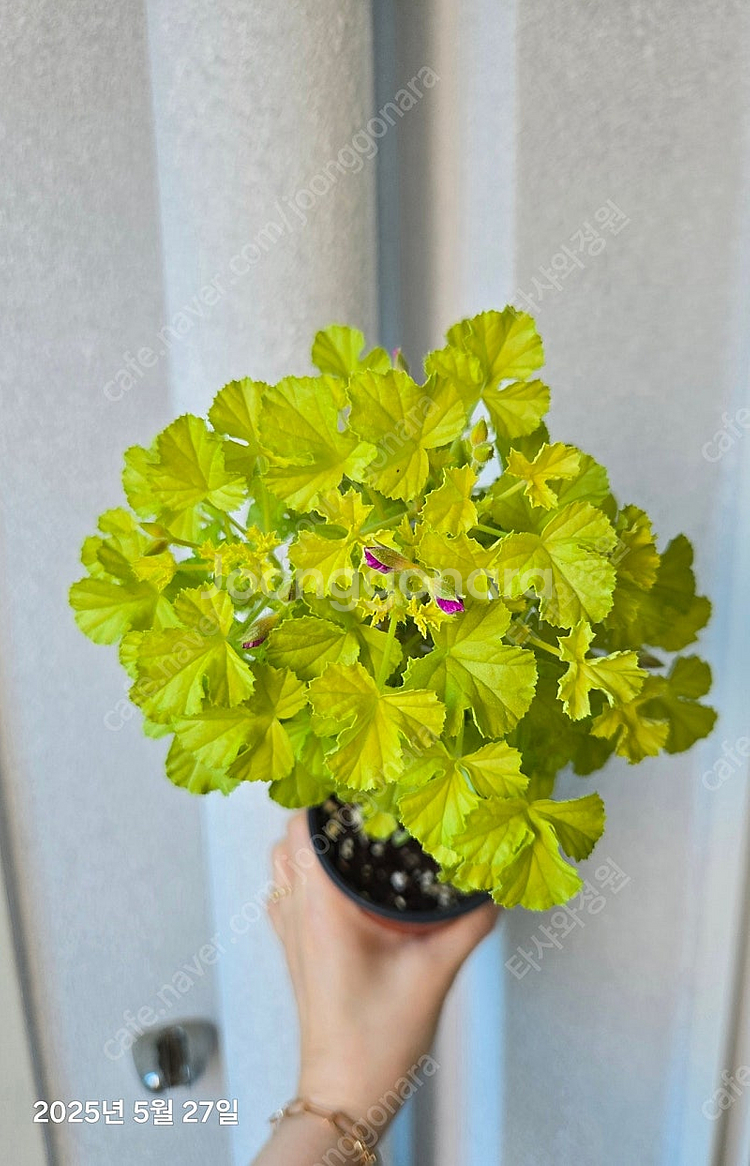 제라늄 벅스웰 골든 애니버셔리 중품--1