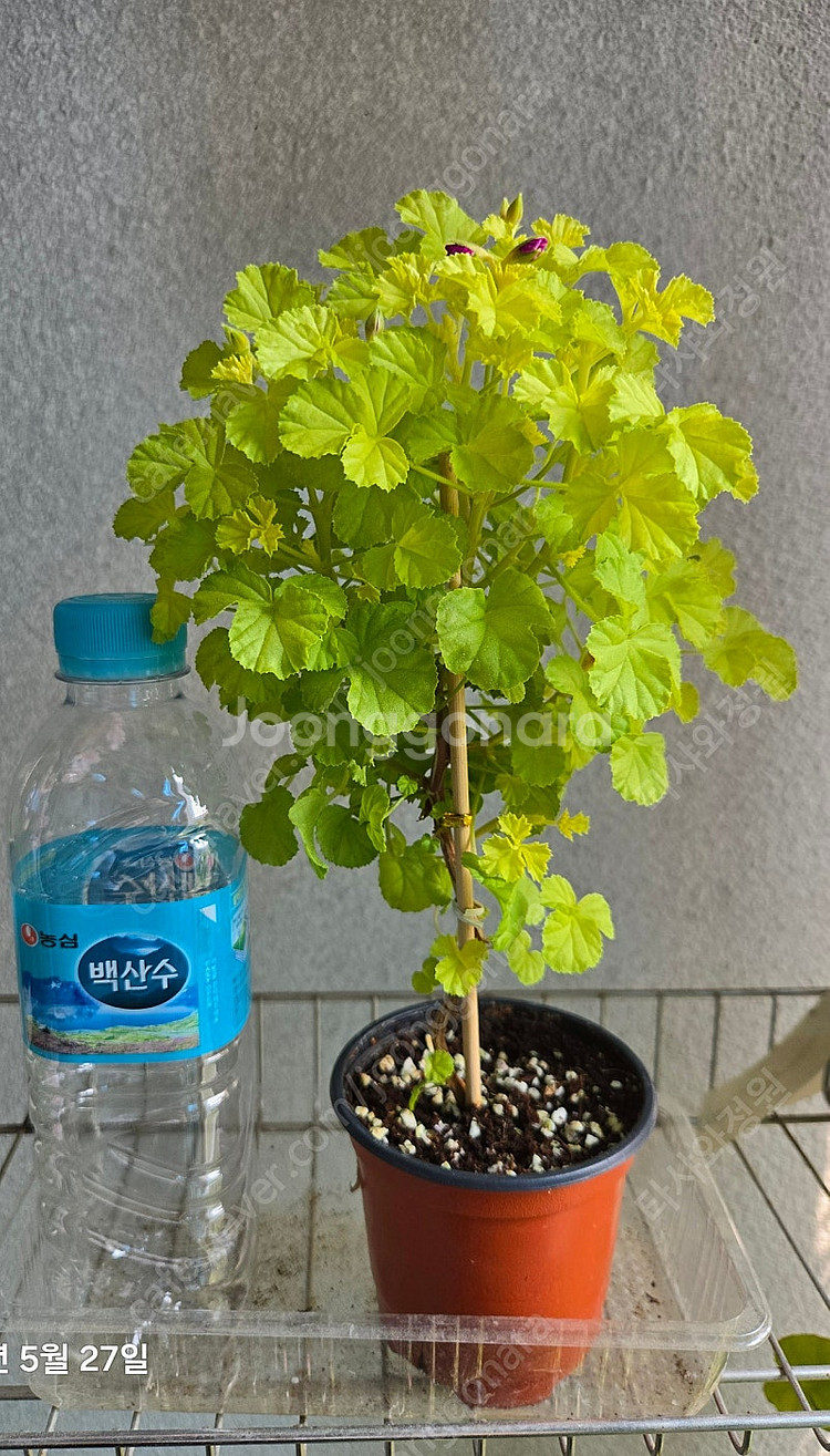 제라늄 벅스웰 골든 애니버셔리 중품--2