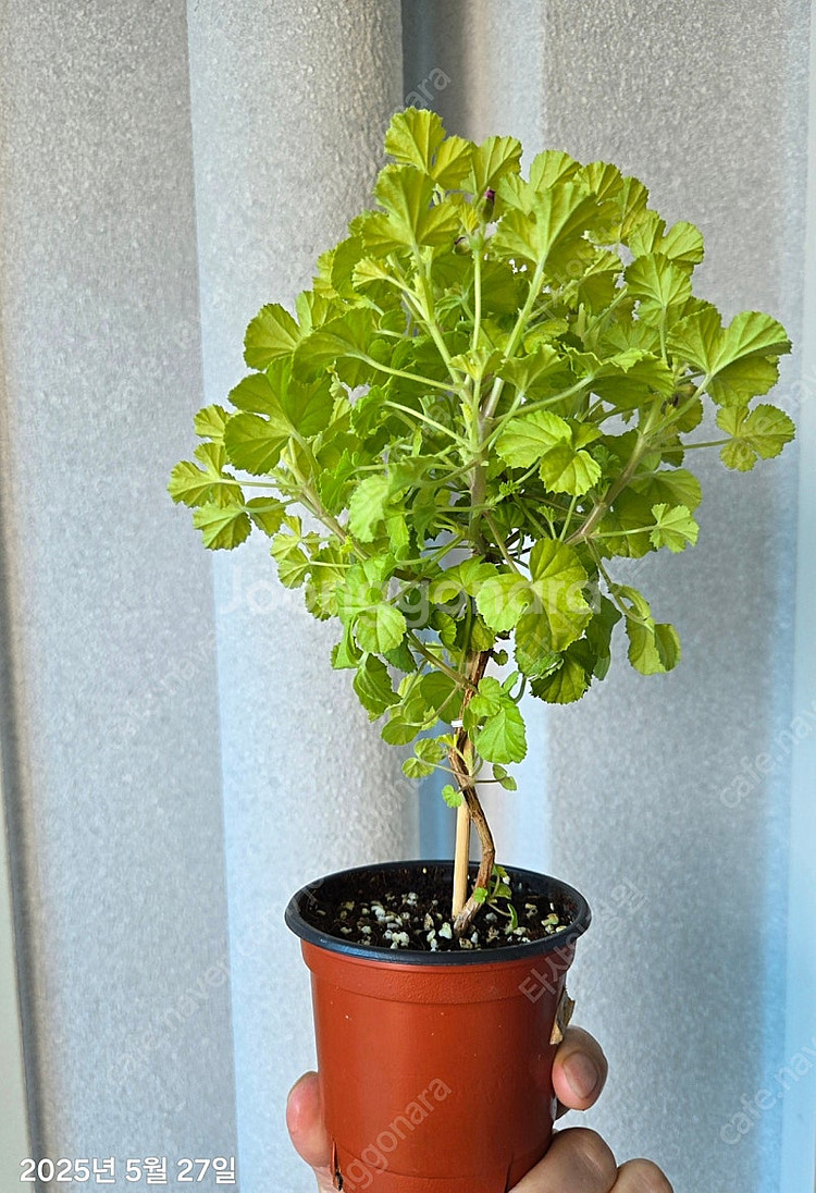 제라늄 벅스웰 골든 애니버셔리 중품--3