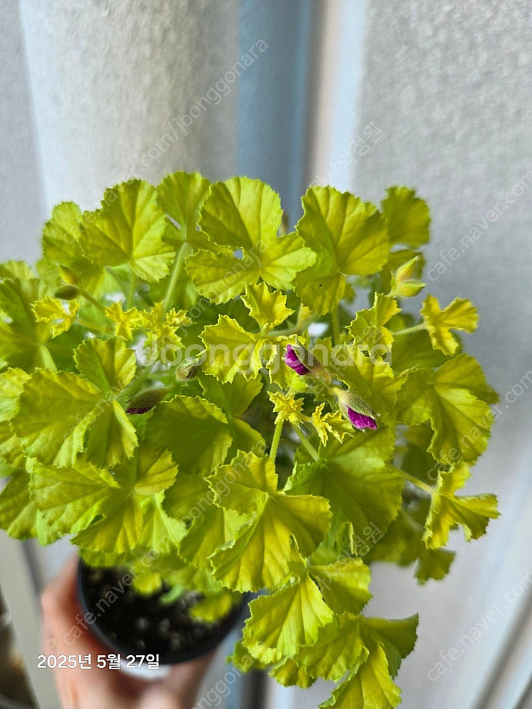 제라늄 벅스웰 골든 애니버셔리 중품--4