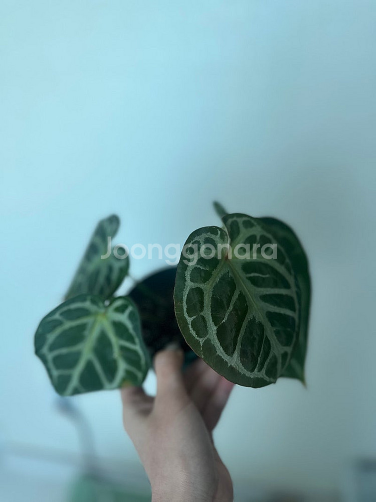 안스리움 킹오스 레드크리스탈 하브--3