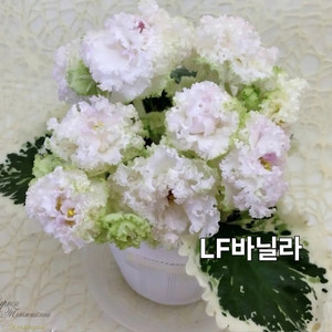 LF바닐라 잉글리쉬가든 봄의매력 벅카이키스엔텔 라주르해안 애플마시멜로