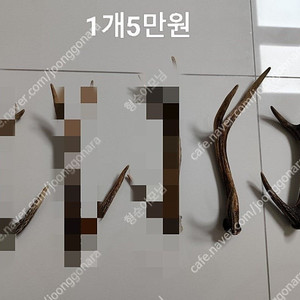 노루뿔 경쇠 낙각 녹각