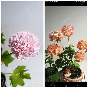 블루퀸즈티아라 , 시리아모르 , 꽃별여행빈 ㅡ 스텔라제라늄 3종