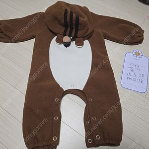 딩플리 다람쥐 5호