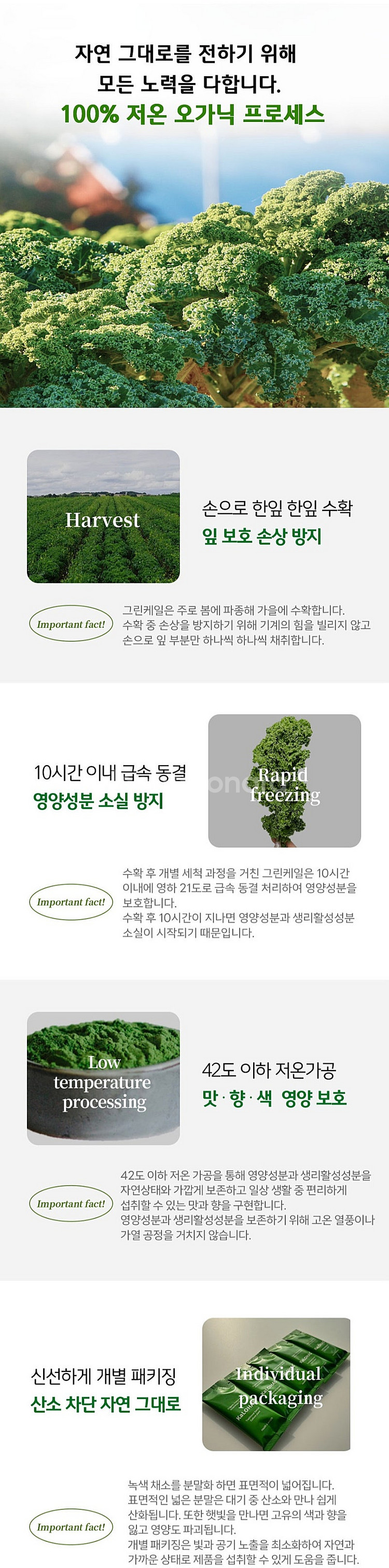[칼로하스] 덴마크 유기농 그린케일 24포--6