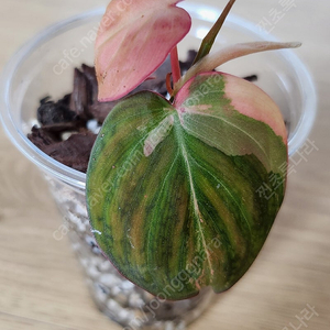 필로덴드론 핑크미칸 바리에가타