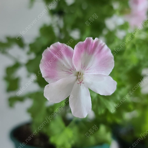 제라늄(리갈대품)